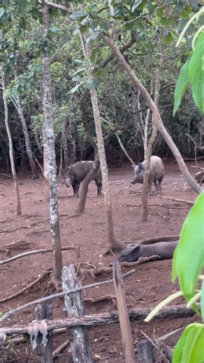 Guilherme Fernandes de Faria on Instagram: "Um Java porco batendo nos capado"