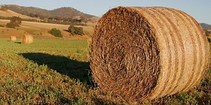 East Texas Ag News: Tips on planting winter grazing forages