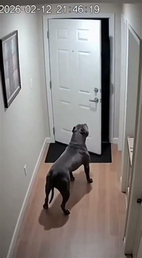 Muscular pitbull scared the burglar 😱🐶🚪
