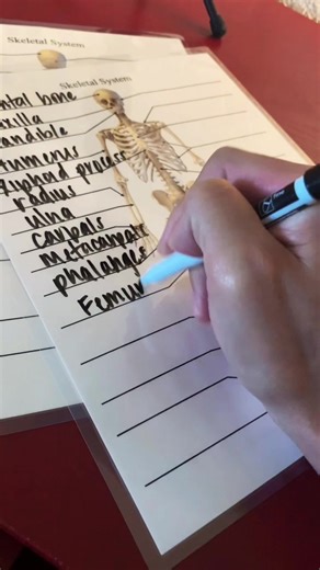 Exploring the Skeletal System in Anatomy and Physiology