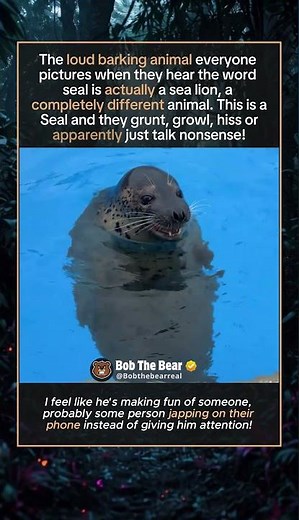 Seal or Sea Lion?