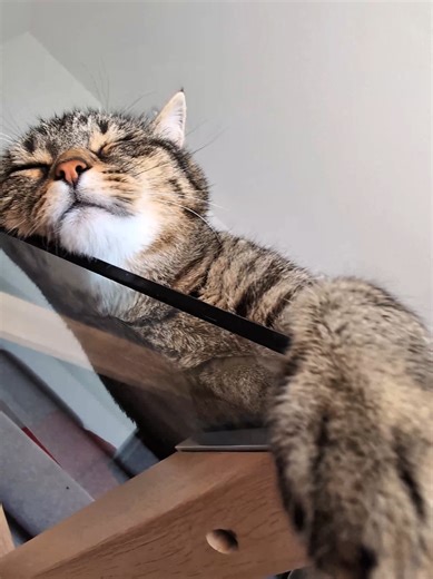 Misti's underside 😻💝😻 Happy Caturday 🌞 #cat #cats #asmr #fyp