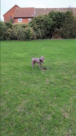 Where the Love Lives 💙🐾 | Brave Staffy Making Progress