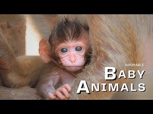Young Life: Adorable Baby Animals | Animals and Nature in 4K