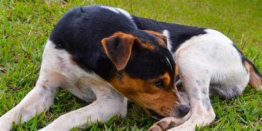 Why Do Dogs Chew Their Paws? A Veterinary Dermatologist Explains