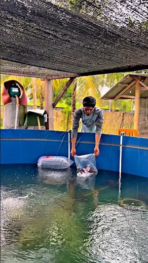 The process of cultivating tilapia using the biofloc system from start to harvest #fyp #foryou