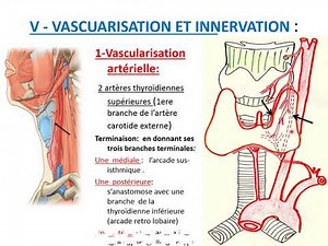 ANATOMY OF THE THYROID GLAND
