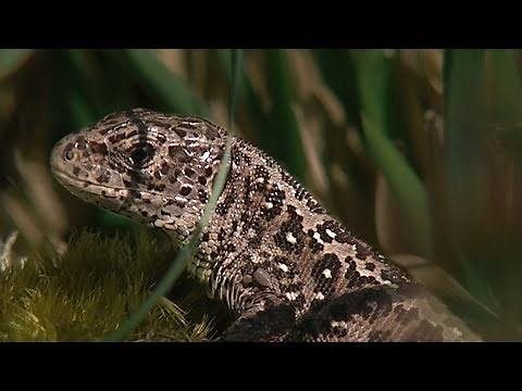 Beautiful Repiles and Rare Animals of Britain | BBC Earth