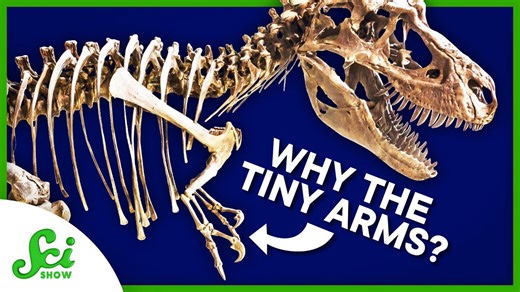 How to find out why T rex arms were… like that | SciShow News