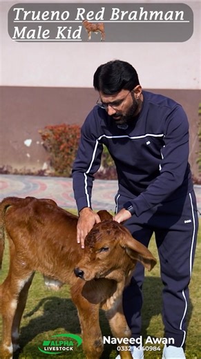 A beautiful Trueno Red Brahman calf is born today at Alpha Livestock! . This is a 100% pure Brahman calf, produced through modern embryo transfer technology. The biological embryo belonged to premium Brahman parents, and it was carried by a healthy Cholistan recipient cow. The genetics are fully Brahman, ensuring top quality, growth, and breed standards. Every new birth is a blessing for our farm family 🤎✨ . 📍 Address: Sarhai Kallan, Lahore – Kasur Rd, Lahore, 54000 📞 Contact: 0332 4040984 . 