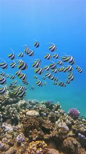 Egypt 🇪🇬 Did you know the pyramids are over 4,500 years old?