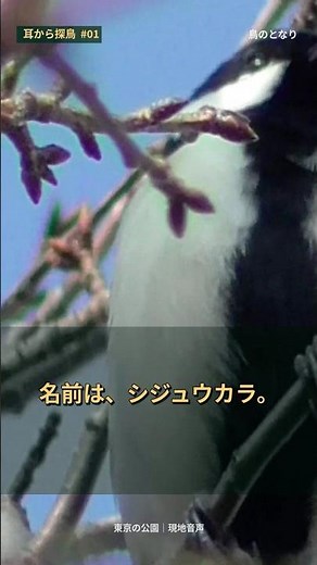 鳥にも「文法」がある。シジュウカラは声の順番で意味を変える｜耳から探鳥 #01