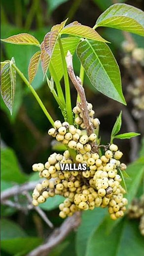 How to recognize and treat poison ivy