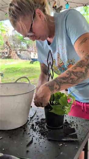 planting a heart leaf philodendron on a trellis