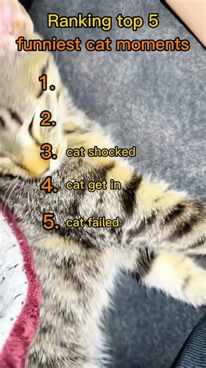 Ranking Funniest Cats Doing Funny Things 🐱 Best Cat Videos Compilation #shorts