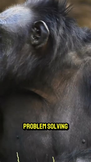 How Smart Are Apes？ #apes #orangutan #chimpanzee #interesting #intelligence | Amazing Florida