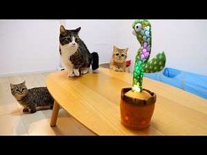 How does a cat family react to a dancing cactus!