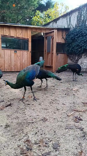 3.3K reactions · 45 shares | 連 Routine matinale chez nos paons verts Distribution de nourriture et observation du pour vérifier leur état de santé  #PavoMuticus #WPA | Pavo Muticus France | Facebook