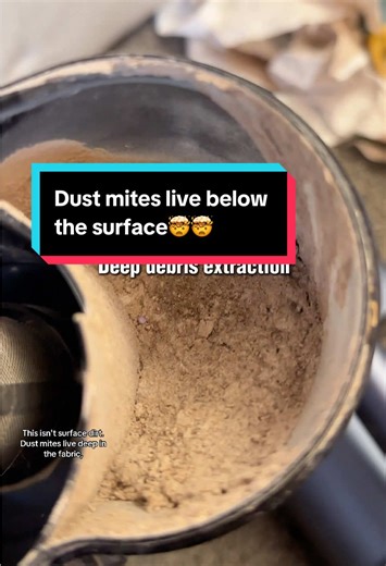 Understanding Dust Mites: Beyond Surface Cleaning