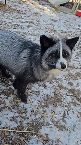 59K views · 8.5K reactions | I love how curious they are right off...