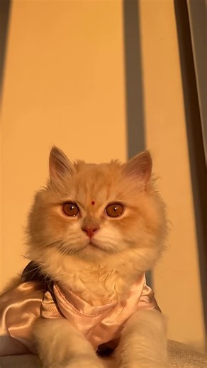 Momo🐾 on Instagram: "👀"