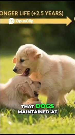 Unlock Pet Longevity: The ONE Secret Owners #cat #funny #catfacts #petblogger #petlife #petlover