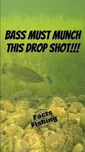 Bass Must MUNCH This Drop Shot!!! #shorts