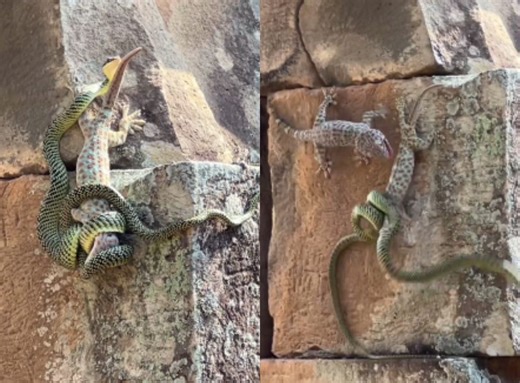 Viral Video shows fearless lizard daring to save its friend from a Snake (Watch)