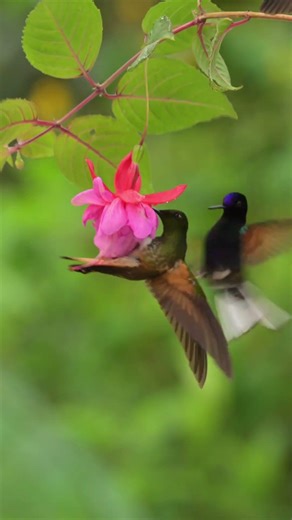 Various hummingbirds hover squabbling over purple flower