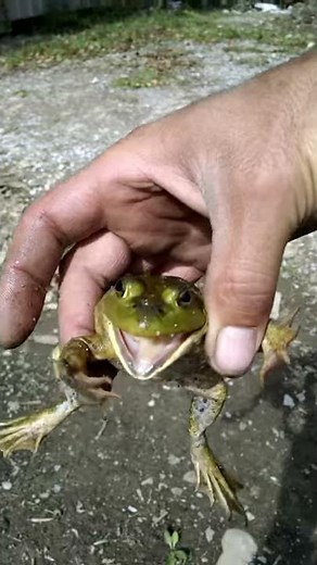 Screaming frog