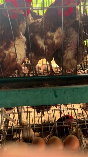 Effective Poultry Management for Optimal Egg Production