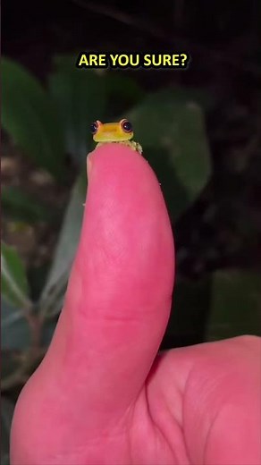 Frogs Can't Be Cute