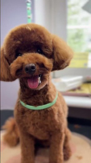 Patrick the Poodle’s Fresh Grooming Makeover | Stylish Poodle Transformation