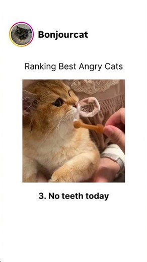 Ranking Best Angry Cats