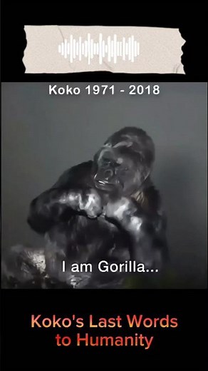 Koko | The Talking Gorilla 🦍