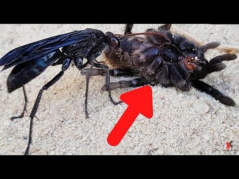 Top 10 Most Dangerous Wasps In The World
