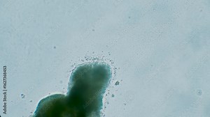 Slime mold plasmodium under microscope surrounded by bacteria Stock Video