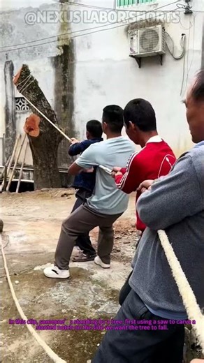 How We Cut Trees Safe: The Notch Trick (No Accidents!) #TreeCuttingTips #Shorts