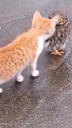 Cat Walks Like a Runway Model 😹✨ || #catvideos #funnycats #cuteanimals