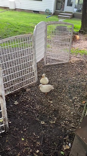 Funny Pet Ducks Dunking Dunkin' Birds Video