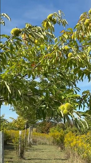Tree Update - Seedling Tree grown from Dunstan Parents #lakeeriechestnuts #chestnuts