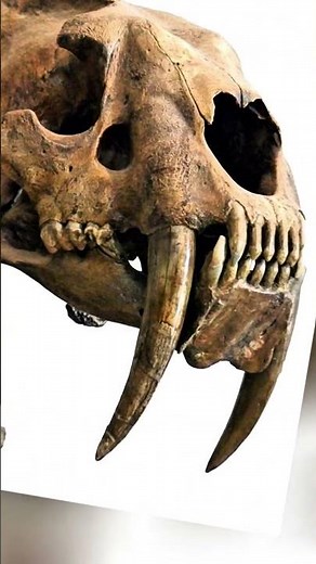 The Mysterious Tar Fossil: Unraveling the Enigma of California's Prehistoric Puzzle