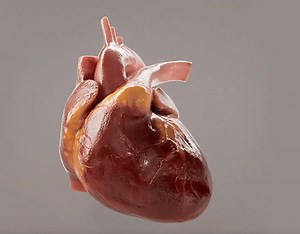 Recreating a human heart in 3D - INDG Grip