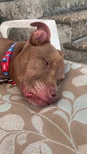 2.2K views · 372 reactions | Sunning.... | Aladdin Nation | Facebook