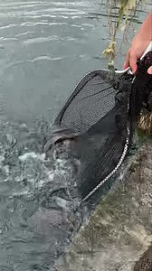 Fish 🐟 Stocking today Friday guys🎣🎣🎣🎣🎣 Stocked with BIG FISH 🐟 the Last 2 Stocking’s So SMALLER FISH 🐟 200 approximately THIS WEEK SO they SHOULD STIR UP the OTHER FISH 🐟 in there SEE YOU ALL THERE🎣🎣🎣🎣🎣 1 extra Fish per Permit | Hopetoun Fishery