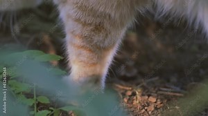 in detail. the ginger cat went to the toilet on the lawn in the grass and buries its paw on the ground. Close-up. Rural life of pets.