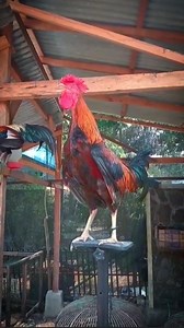 Best amazing fancy rooster crowing smile | funny rooster crowing loud | Wild BIRDS