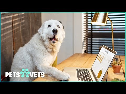60 Minutes Of Silly Pet Home Videos | Funniest Pets And People