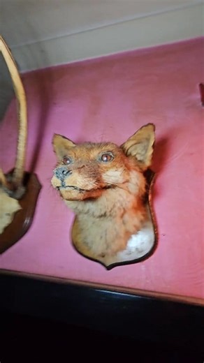 Abandoned Bungalow in Devon The Birdman Adventures #urbex #lostplaces #devon #abandoned #england #urbexworld #exploring #urbanexploration #abandonedplaces #localcommunity #followme #followerseveryone #exploremore #travel #adventure | The Birdman Adventures