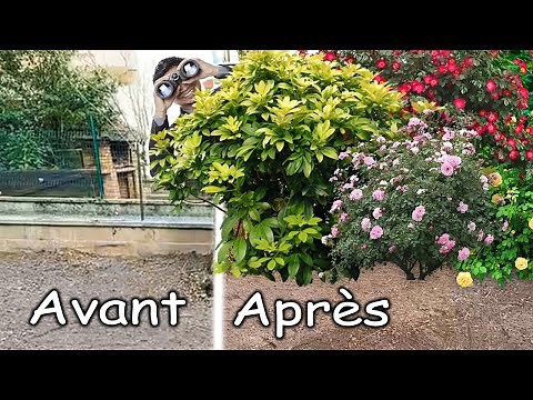 How to plant a hedge? Steps to PLANTING a HEDGE.